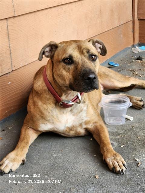 VIA - German Shepherd Dog available for adoption