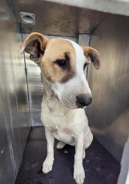 MARIA - Bull Terrier available for adoption