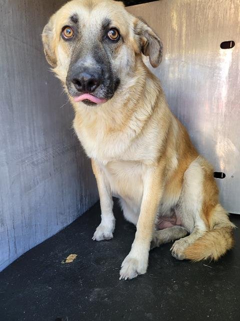 AMBER - German Shepherd Dog available for adoption