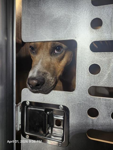BENNY - Labrador Retriever available for adoption