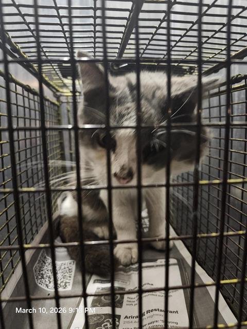 TOM - Domestic Short Hair available for adoption