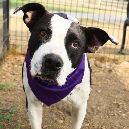 CHAPARA - American Staffordshire Terrier available for adoption