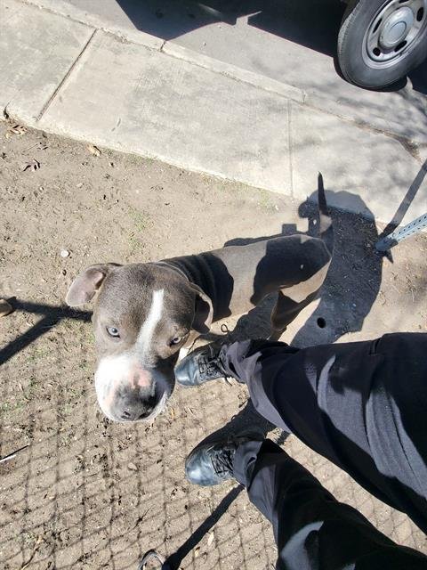 A794116 - American Staffordshire Terrier available for adoption