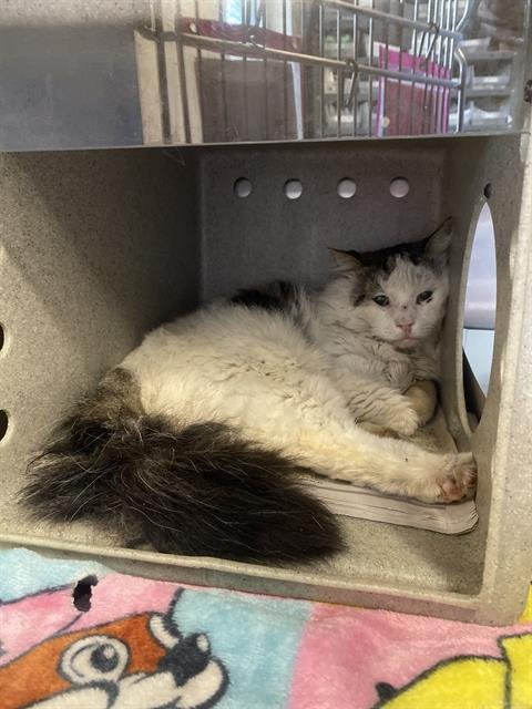 NELSON - Domestic Long Hair available for adoption