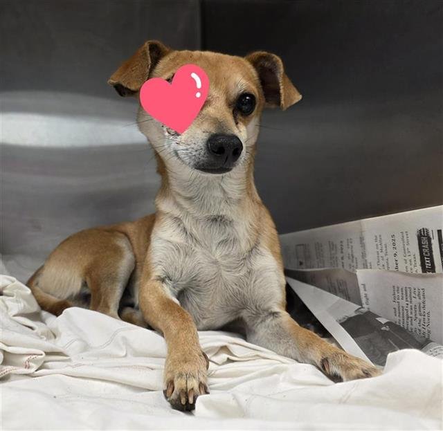 ROODY - Chihuahua available for adoption