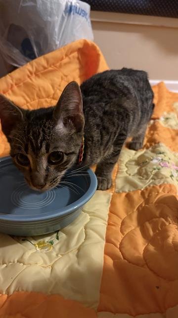 410 - Domestic Short Hair available for adoption