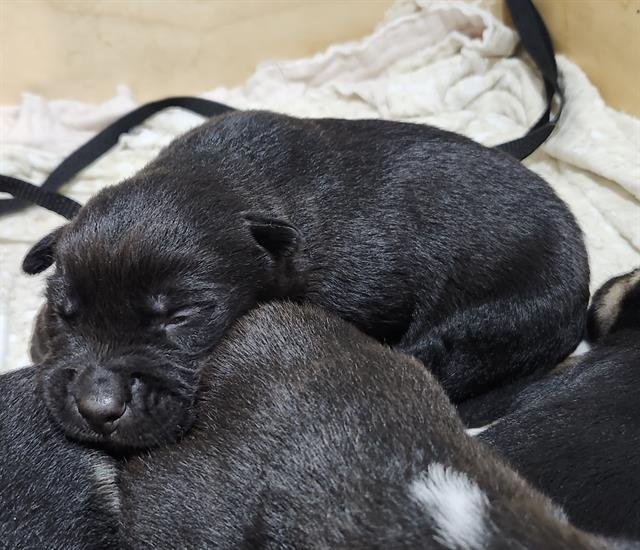 WINTER - Chihuahua available for adoption