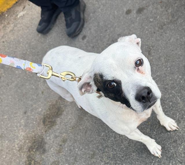 BABY - American Staffordshire Terrier available for adoption