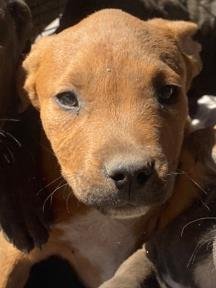 BLURB - American Staffordshire Terrier available for adoption