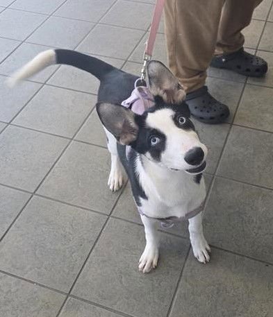 SKY - Husky available for adoption