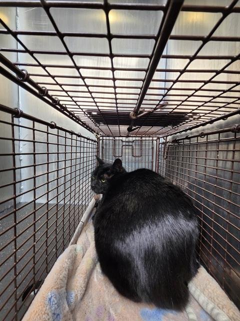 JUJU - Domestic Medium Hair available for adoption