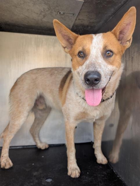 WILD WEST - Australian Cattle Dog/Blue Heeler available for adoption