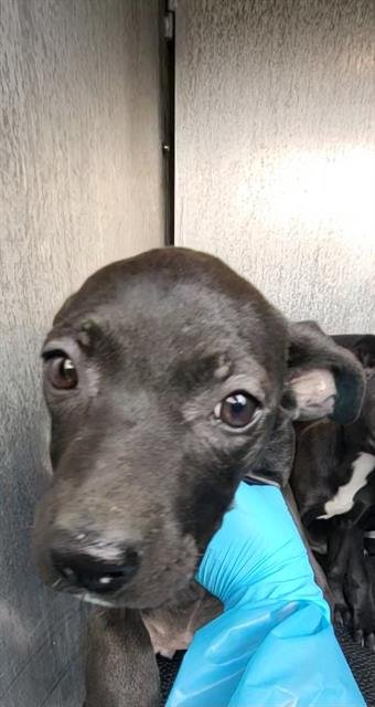 TOOTSIE - Labrador Retriever available for adoption