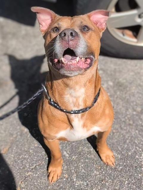 BUCKAROO - American Pit Bull Terrier available for adoption