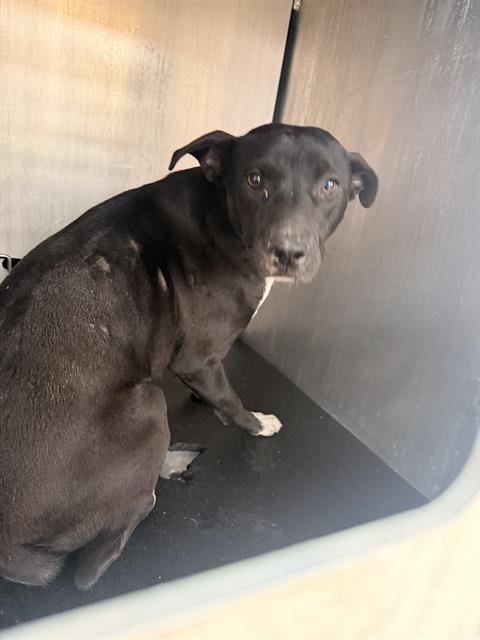 BITZY - Labrador Retriever available for adoption