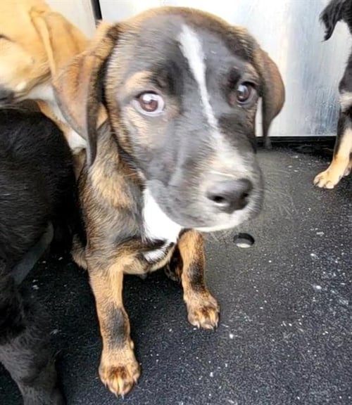 ALFIE - Terrier available for adoption