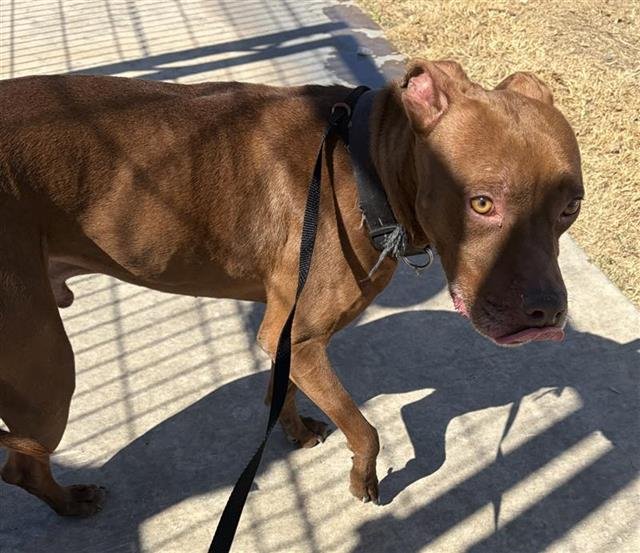 BENITO - American Staffordshire Terrier available for adoption