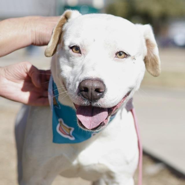 APOLO - American Staffordshire Terrier available for adoption