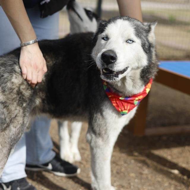 BALTO - Husky available for adoption