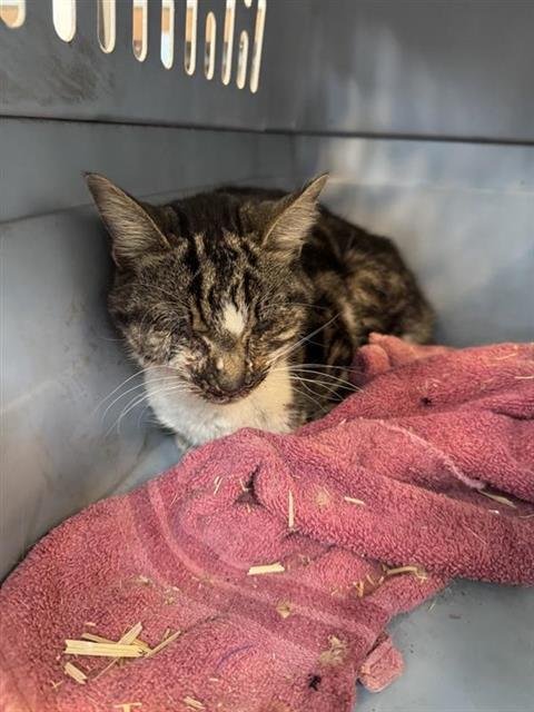 A795111 - Domestic Short Hair available for adoption