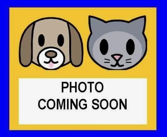 BLU - Domestic Short Hair available for adoption