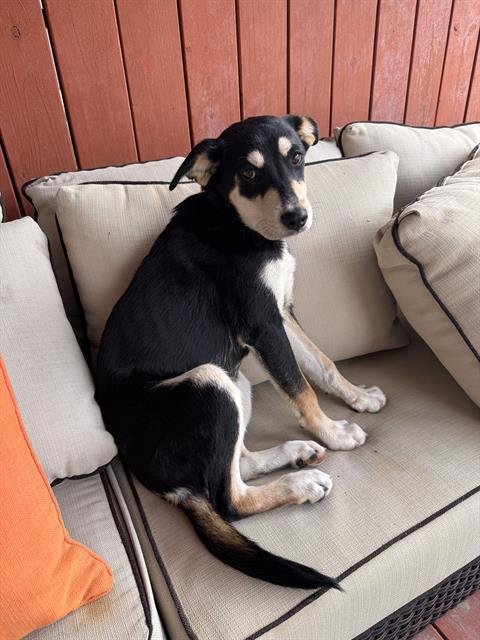 RIPLEY - German Shepherd Dog available for adoption