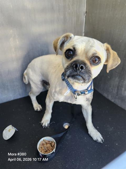 MARCOS - Boston Terrier available for adoption
