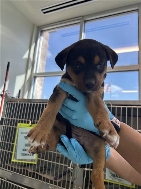 PUP 6 - Rottweiler available for adoption