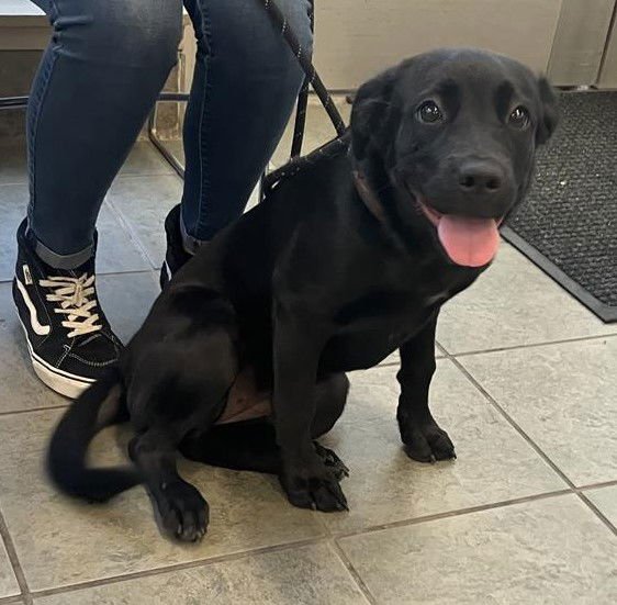 STELLA - Labrador Retriever available for adoption