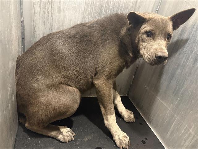 TIFF - American Staffordshire Terrier available for adoption