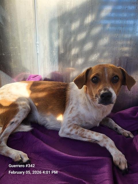 BILLY - Terrier available for adoption