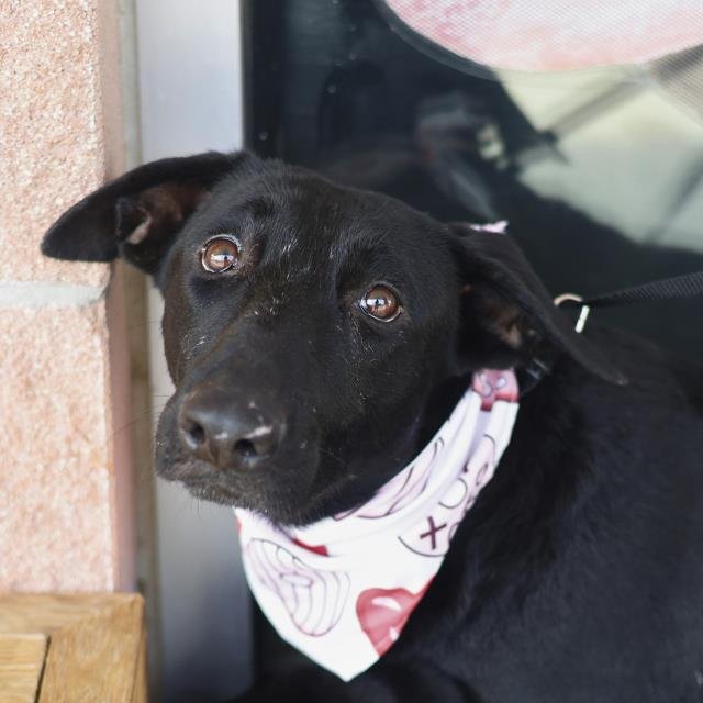 BLACKIE - German Shepherd Dog available for adoption