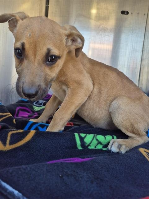 PUP 2 - Boxer available for adoption