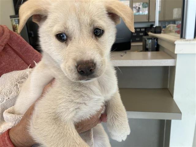 BUDDY - Labrador Retriever available for adoption