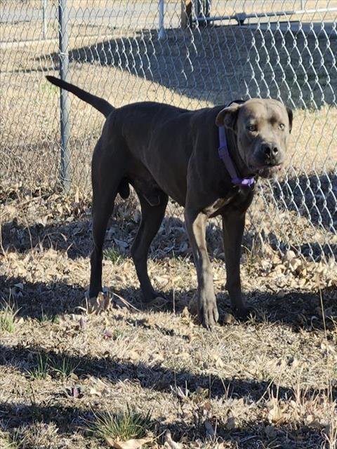 A794464 - American Staffordshire Terrier available for adoption