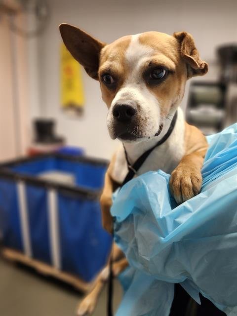 BUDDY - Terrier available for adoption