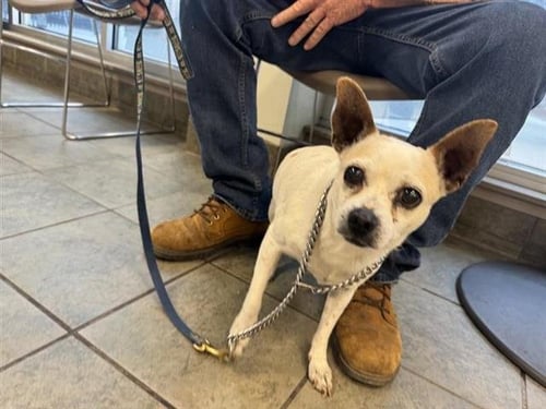 BRUTUS - Chihuahua available for adoption