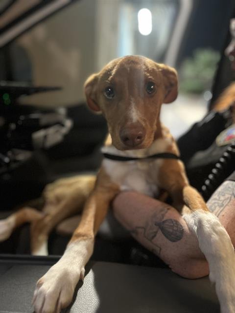 RED - Hound available for adoption