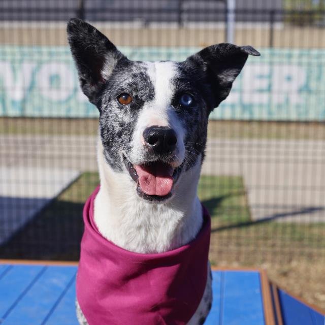 SUMMER - Catahoula Leopard Dog available for adoption