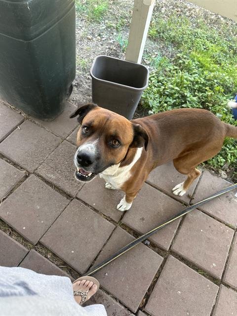 PACO - Boxer available for adoption