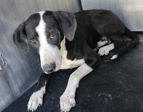 BIRDIE - Labrador Retriever available for adoption