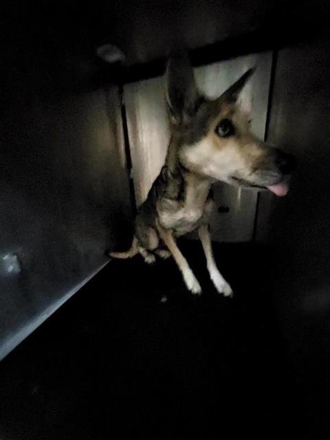 OPHELIA - German Shepherd Dog available for adoption