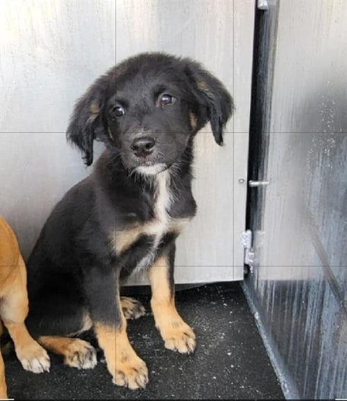 ALEGRO - Terrier available for adoption