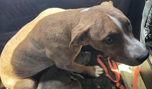 KARISSA - American Pit Bull Terrier available for adoption