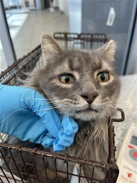 WOLF - Domestic Medium Hair available for adoption