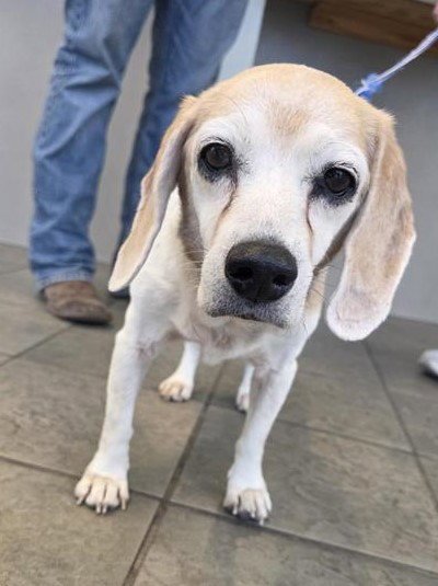 BEATRICE - Beagle available for adoption