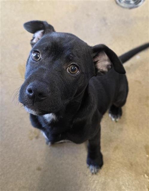 BEAN - Rottweiler available for adoption