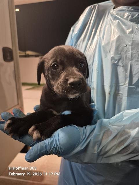 BLAKE - Doberman Pinscher available for adoption