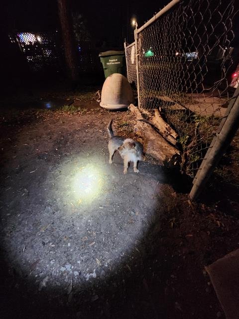 SNOOPY - Terrier available for adoption