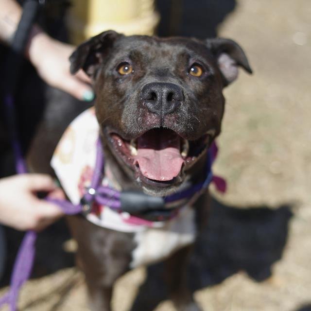 PUPASAURUS - American Staffordshire Terrier available for adoption